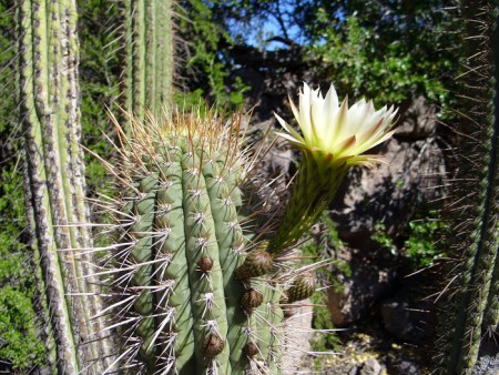 CACTUS QUISCO:Se encuentra entre Coquimbo y Santiago. Florese entre octubre y diciembre